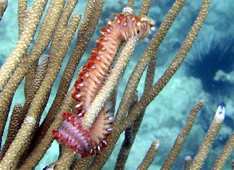  Fireworms: Curious Creatures Who Dance Amongst the Coral Reefs!