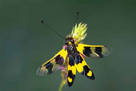  Owlfly! Owlflies Are Nocturnal Hunters With Incredible Camouflage Skills