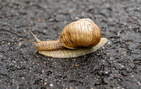  Pecten:  Zwierzę o dwuwarstwowej skorupie skrywający w sobie perłowe skarby!