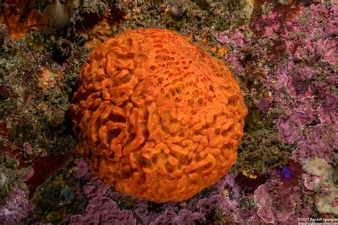  Topsy Turvy Tentacles: Tethya Aurantium, a Sponge that Defies Expectations!