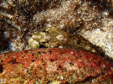  Woolly Sculpin! Discovering a Bottom-Dwelling Creature Hiding in Reefs and Shipwrecks