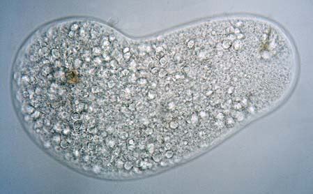  Xeramoeba!  A Microscopic Marvel That's More Than Just a Blob