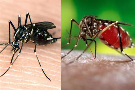  Yellow Fever Mosquito: An Insignificant Creature That Packs a Mighty Punch!