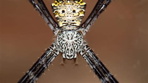  Zambesi Zipper Spider! A Creepy-Crawly Champion Hiding Its Deadly Bite