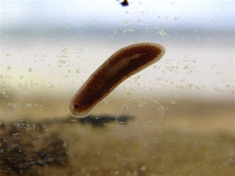  Eyepharyngean! Can You Believe This Freshwater Flatworm Has Eyes On Stalks?