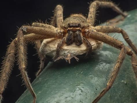  Huntsman Spider - An Eight-Legged Daredevil With Exceptional Night Vision!