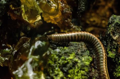 Labidognatha! Spotkaj się z mistrzami kamuflażu wśród stonożek i odkryj ich fascynujące sekrety adaptacyjne.