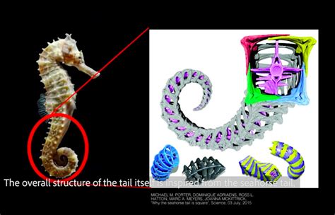  Plicatellopsis! Sponges That Defy Gravity With Their Remarkable Skeleton Structure