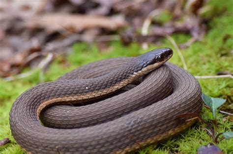  Quizzing the Queen Snake: Can This Small Reptile Conquer the World with Its Gentle Nature?