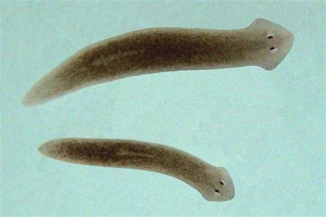  Whirling Wanderer: A Deep Dive into the World of the Freshwater Planarian